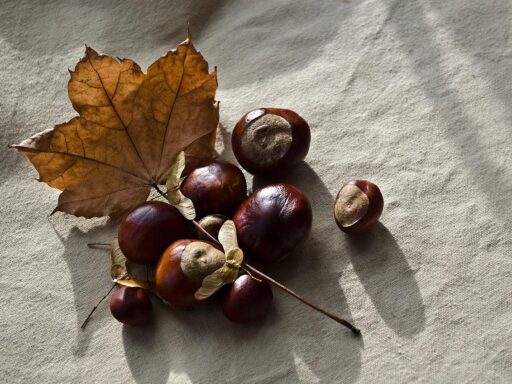 Glanzende bruine kastanjes op een tapijt van herfstbladeren