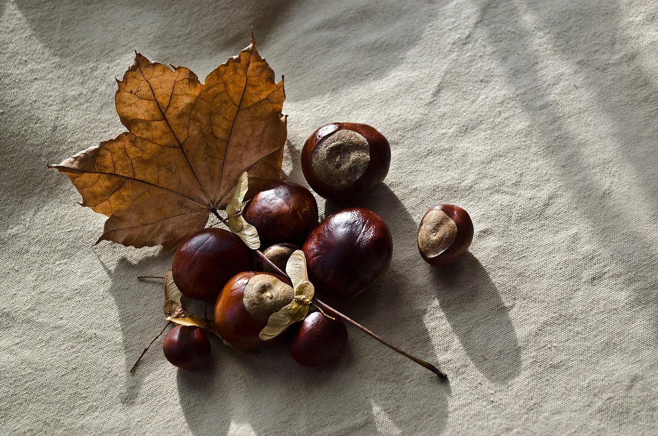 Glanzende bruine kastanjes op een tapijt van herfstbladeren